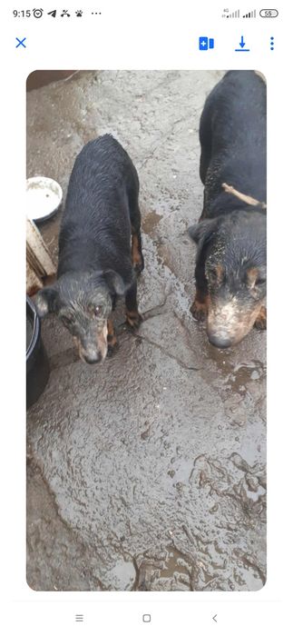 Ягтеріер чистокровний