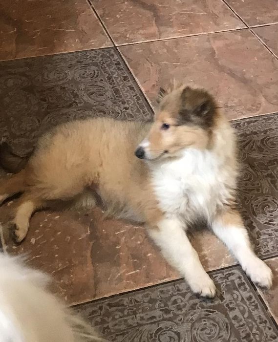 Шенки колли длинношерстной