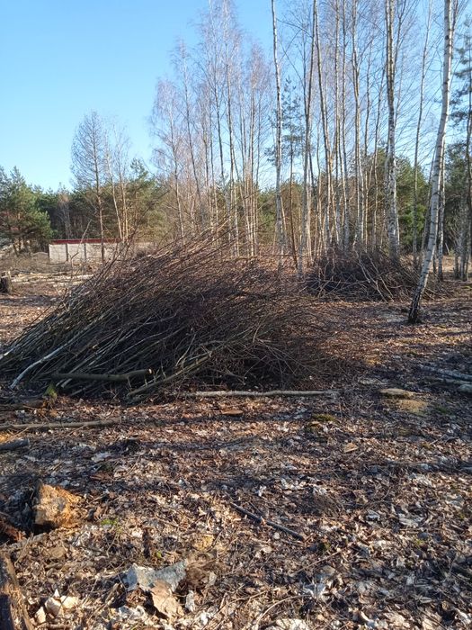 Oddam gałęzie po wycince drzew