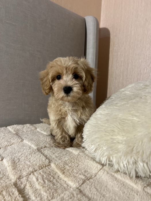 Хлопчик Мальтипу. Київ