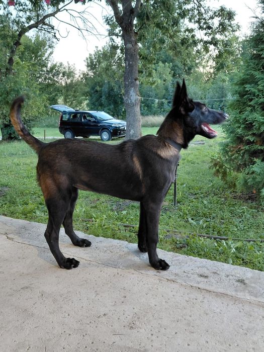 Suczka na sprzedaż- owczarek belgijski malinois