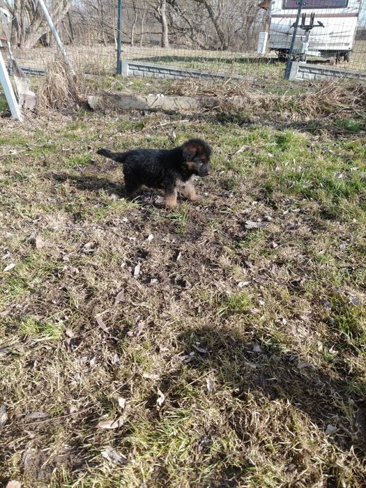 Pieski szukają domu