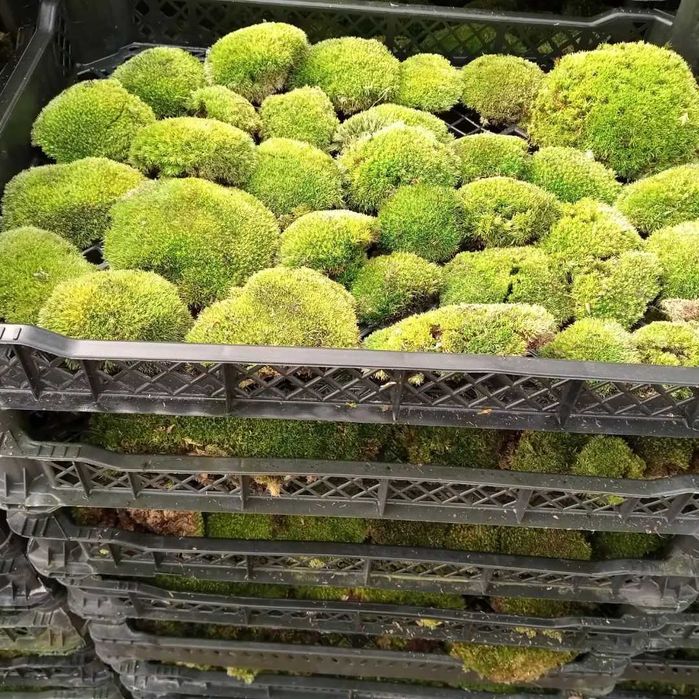 Скуп мох Кочка лісовий