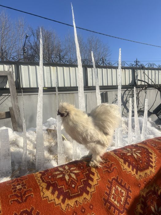 Китайські шовкові(silkie)/півники