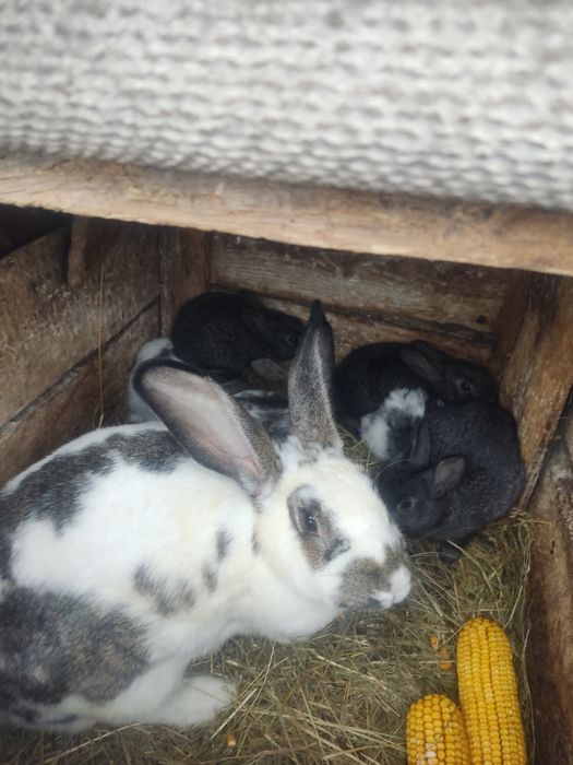 Продам кроленят,тушки м'яса