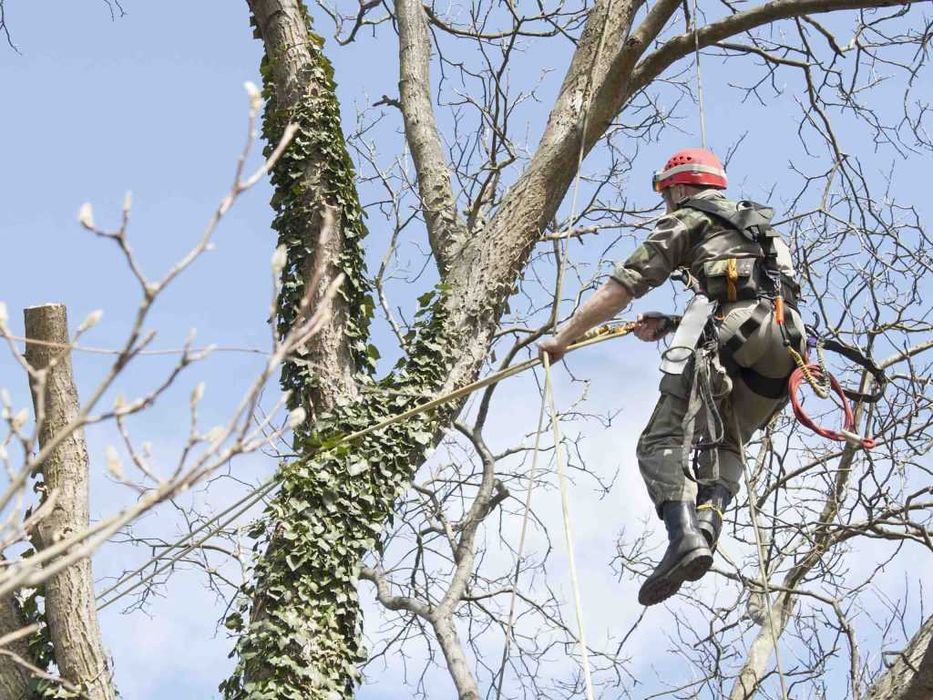 Спил деревьев, Расчистка участков, Вывоз веток, Аренда дробилки