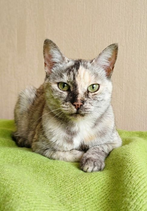 Харьков! Кошечка отдаётся ответственным хозяевам