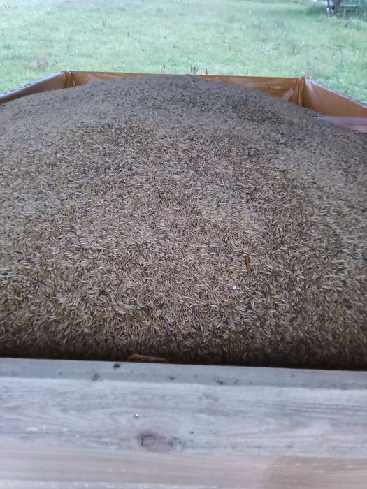 Owies ekologiczny suchy 2025