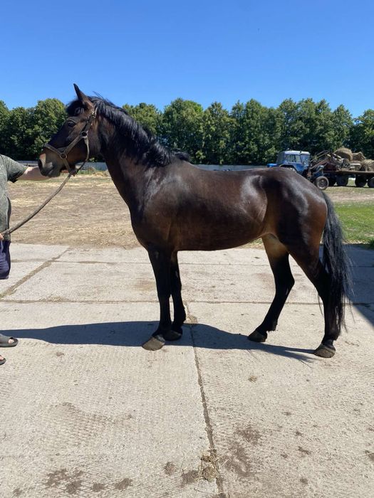 Продам лошадь