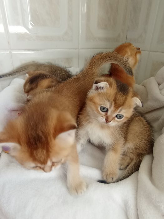 Кошенята Шикарнючі золоті шиншили