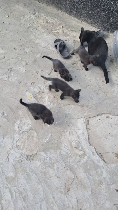 Кошенята в хороші руки