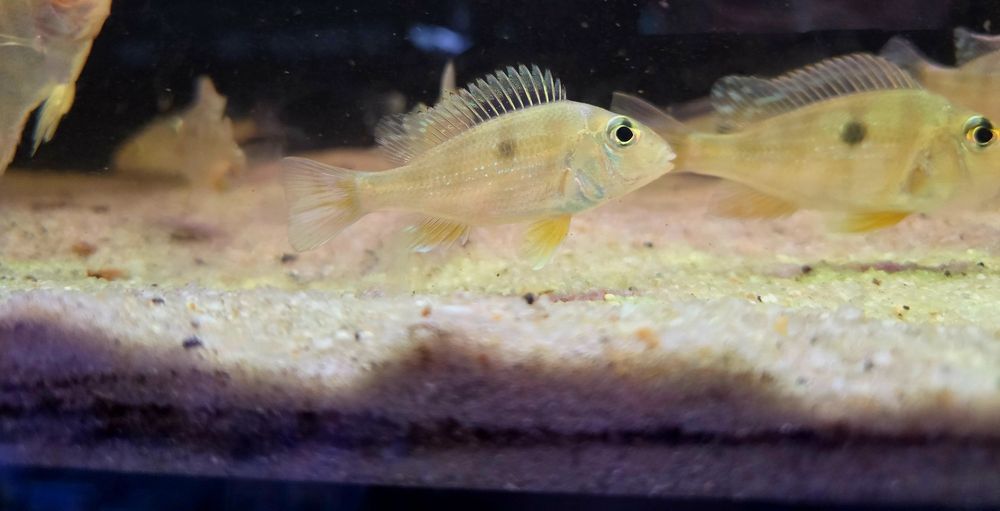 Ziemiojad Orange head tapajos