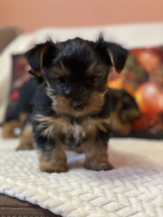 Йорки хлопчики і принцеси