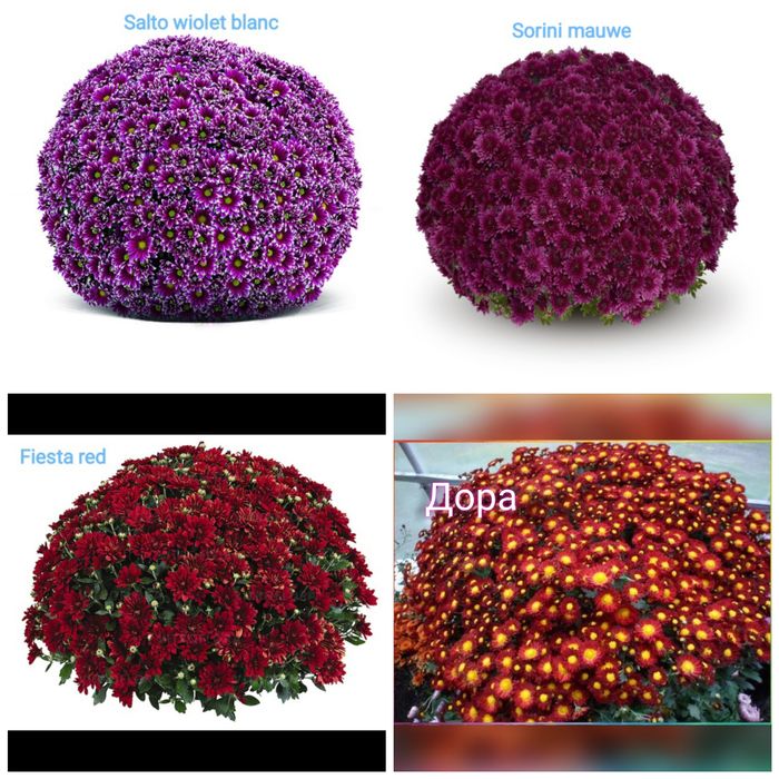 Хризантема мультифлора, середньоквіткова, великоквіткова горшок