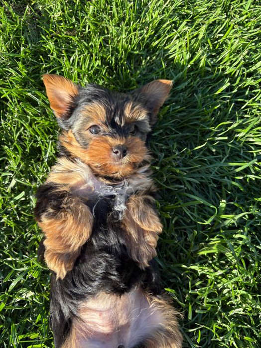York Shire Terrier- suczka 1