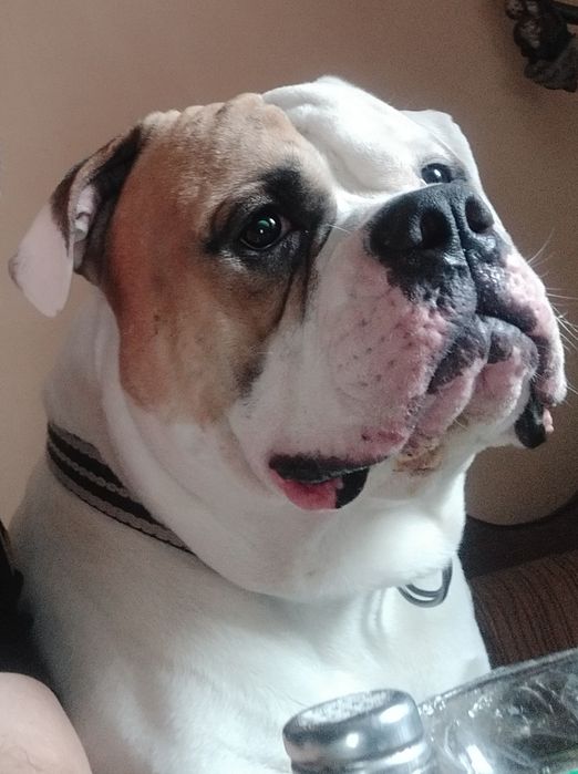 Американський Бульдог