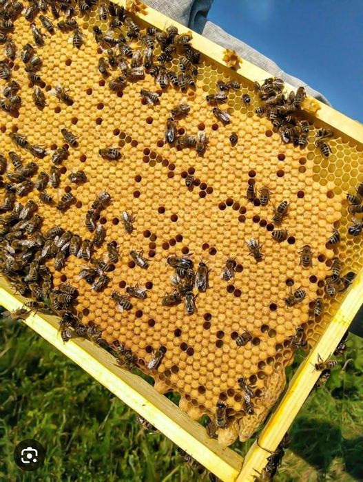Продам бджолопакети