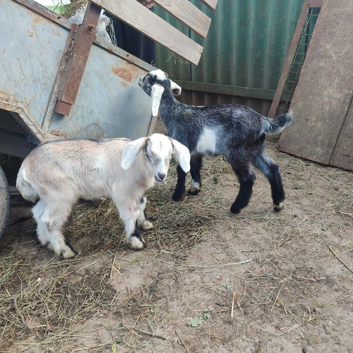 кози та козенята
