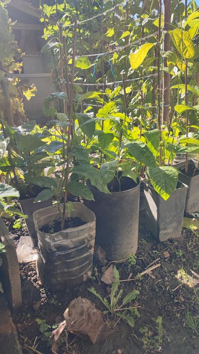 Plantas de maracujá com fruta