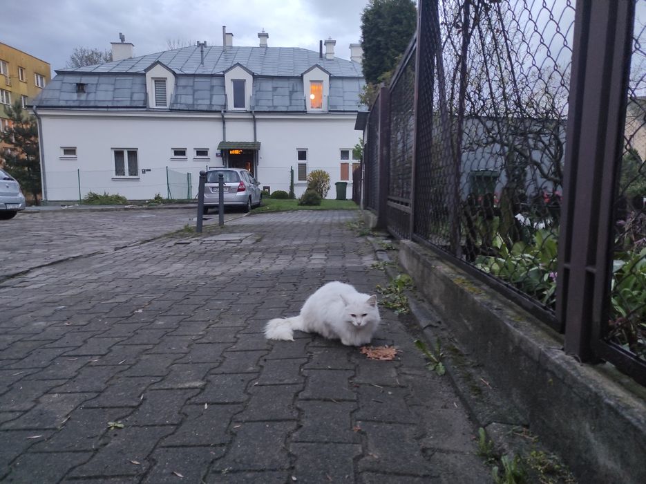 Czyj ten kotek cały biały chyba kotka ,na pewno jest kogoś .