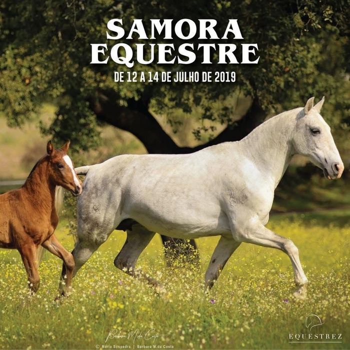 Para venda Égua PSL