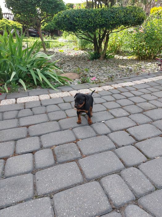Pińczer miniaturowy