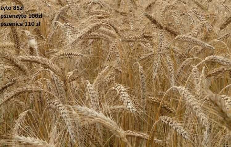 żyto ozime, pszenżyto po centrali