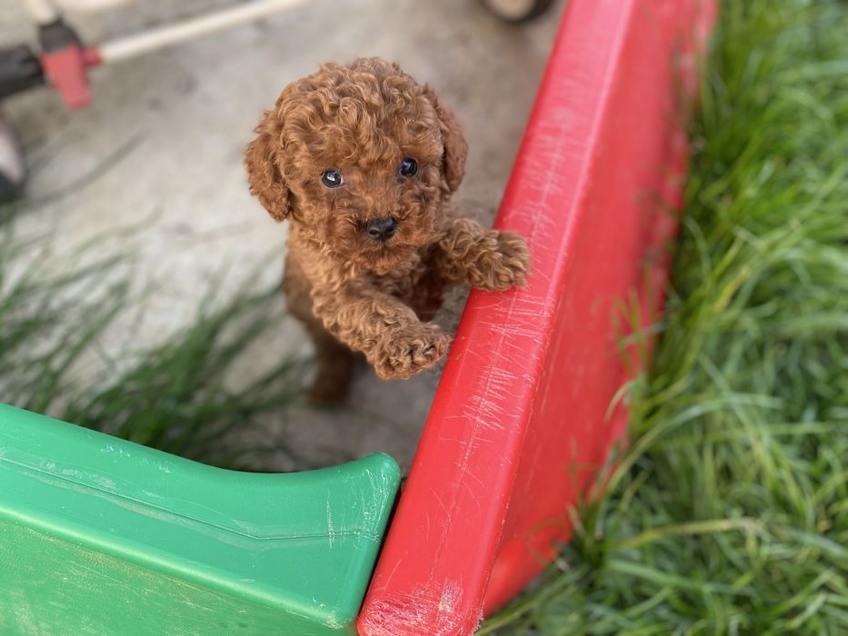 Цуценята той пуделі кітай