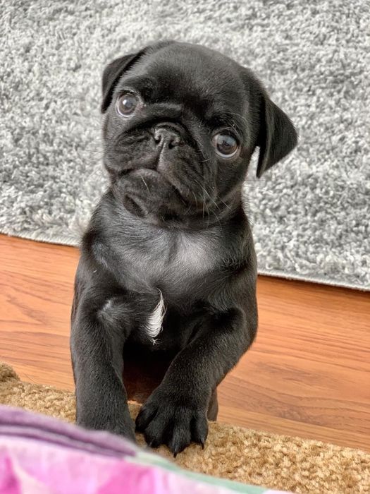 Бомбезні мопсики