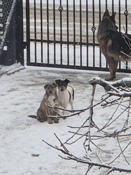 Oddam szczeniaka półrocznego