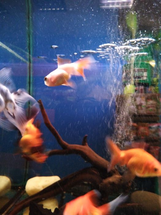 Rybki akwariowe.