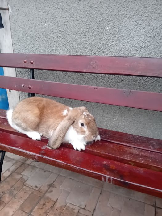 Baran Francuski samczyk