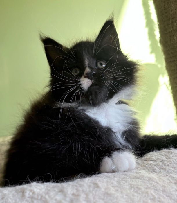 Maine Coon - czarno biały !