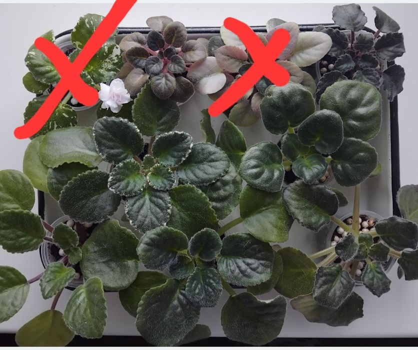 Продам  фіалки,по 45 грн