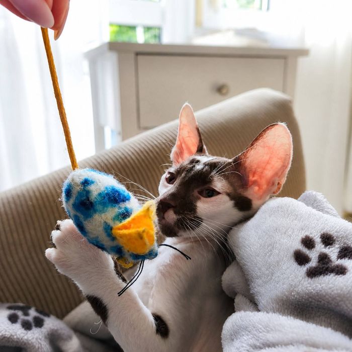 Cornish Rex – kocurek gotowy do odbioru | Rodowód FPL