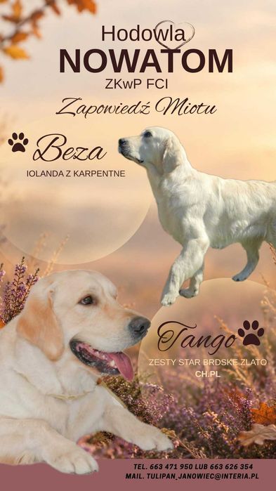 Golden Retriever ZKwP FCI