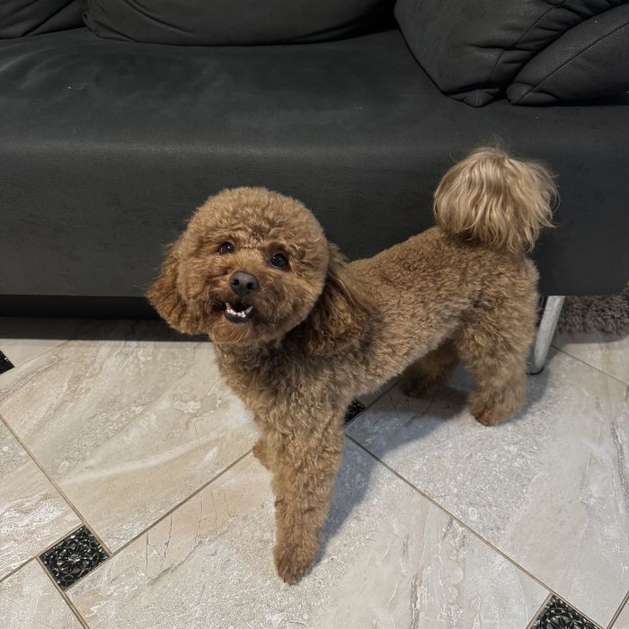 Вʼязка той пудель