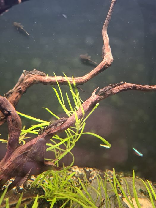 Oddam glonojady / zbrojniki