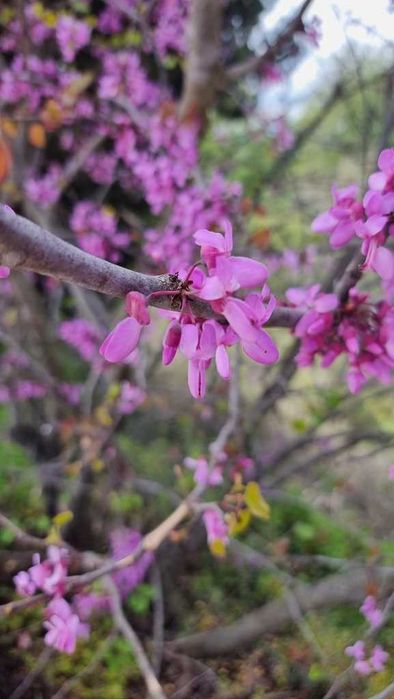 Cercis siliquastrum – judaszowiec wschodni – 5 nasion