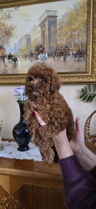 Дівчинка,той пудель,КСУ