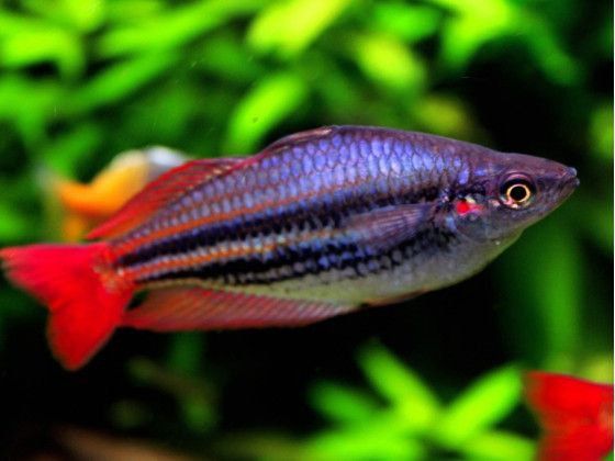 Райдужниця аустраліс рибка акваріумна