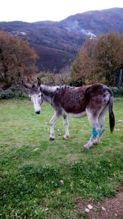 2 animais: Burro cerca de 2anos e mãe cerca de 12 anos prenha registados e desparasitados