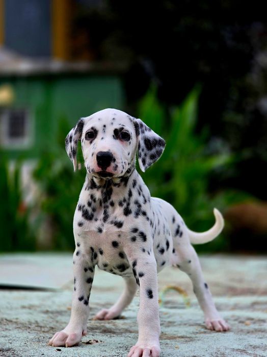 Dalmata Fêmea Pronta para nova familia