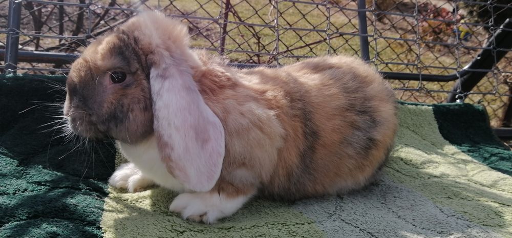 Кролі Французький баран