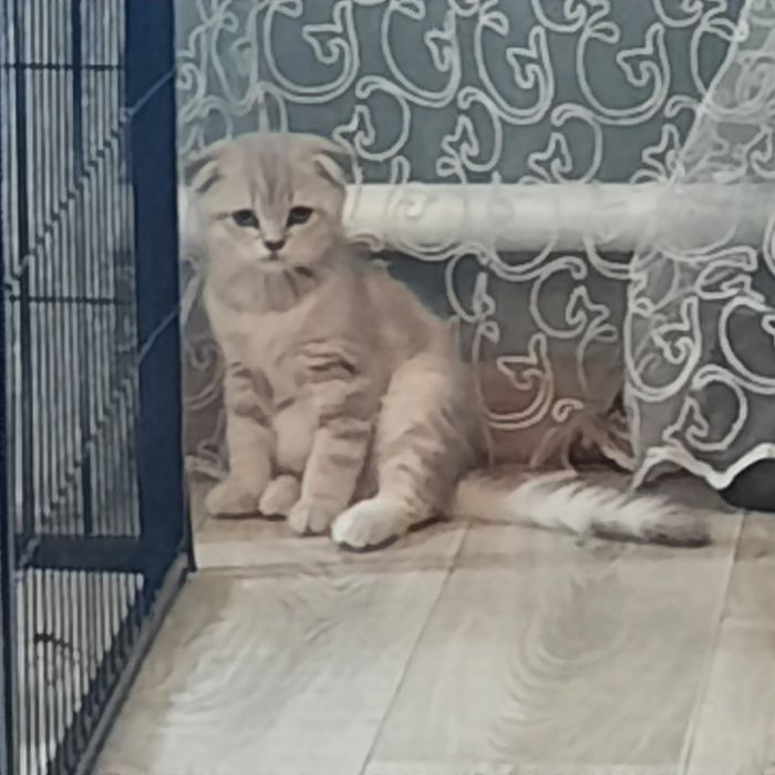 Продаются мальчик