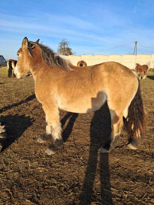 Klacz 2 lata Arden Polski