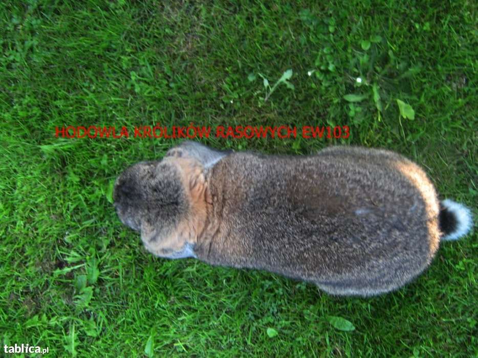 Francuski Baran Szary  Wysyłka