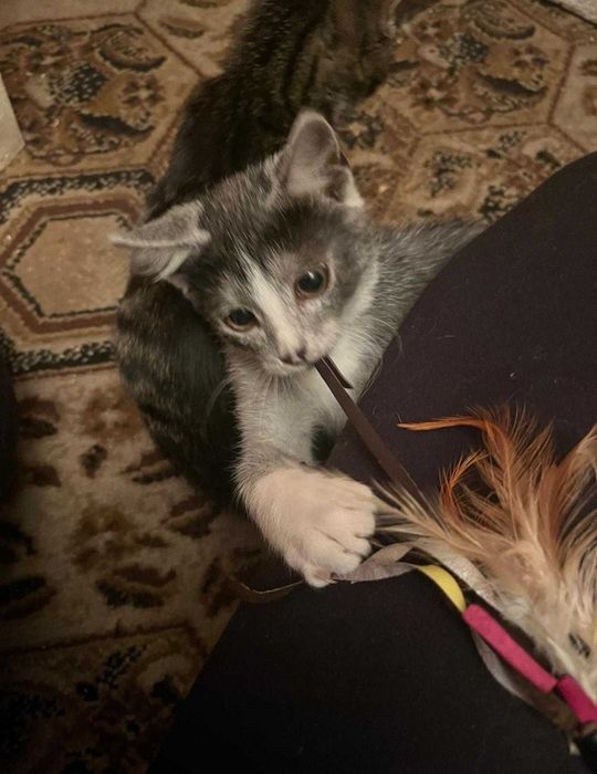 Ash Jack szukamy domu