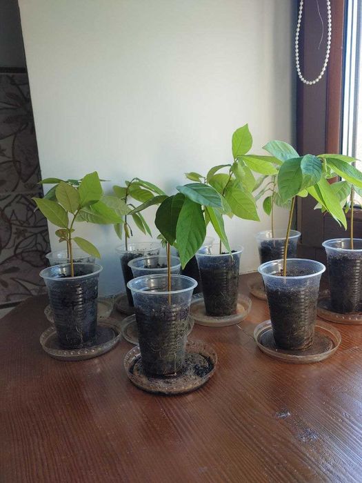 Саджанці Аннона, Саженцы Аннона