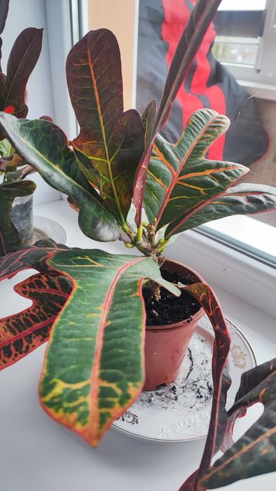 Кімнатна рослина Кротон